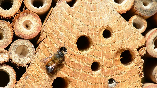 野蜂双角蜂视频素材