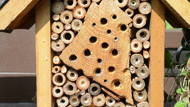 野蜂双角蜂视频素材