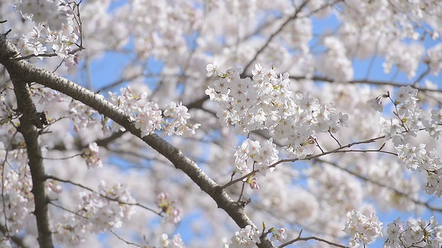 Cherry blossoms，在东京和日本的Showa Kinen公园视频素材