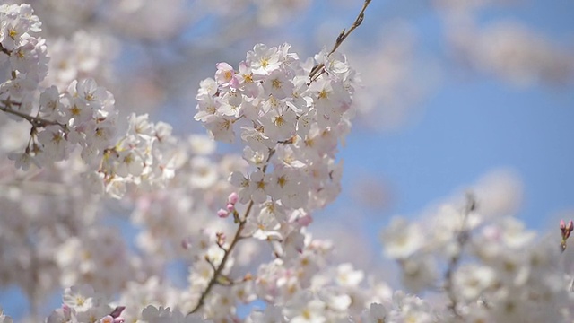 Cherry blossoms，在东京和日本的Showa Kinen公园视频素材