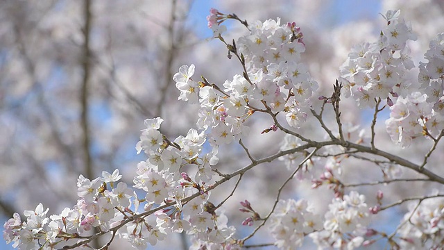 Cherry blossoms，在东京和日本的Showa Kinen公园视频素材