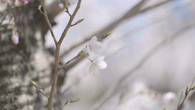 Cherry blossoms，在东京和日本的Showa Kinen公园视频素材