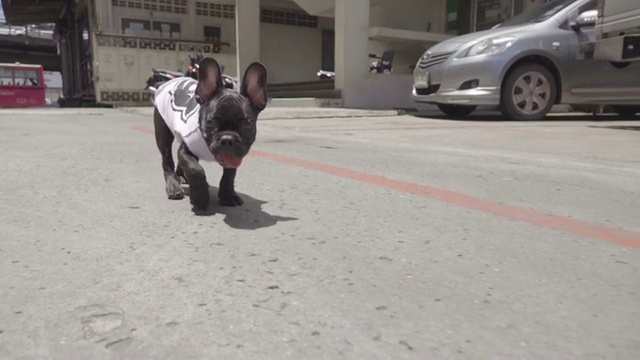 一只法国斗牛犬散步的慢动作剪辑视频素材