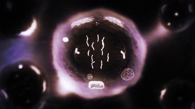 有丝分裂阶段。生物学背景。紫色。视频素材