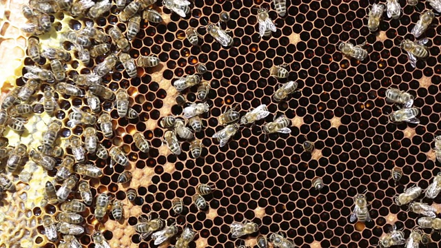 蜜蜂在蜂巢工作视频素材