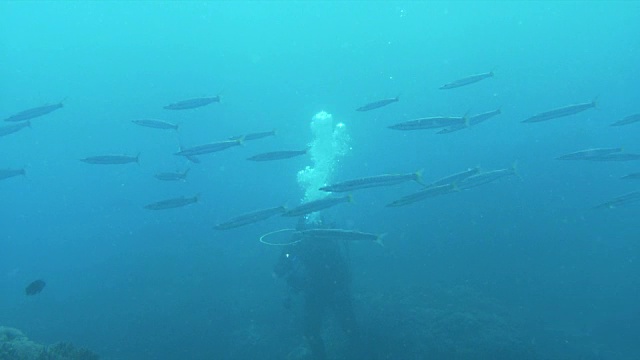 水下拍摄成群悠闲游泳的红梭鱼(Sphyraena pininguis)。视频素材