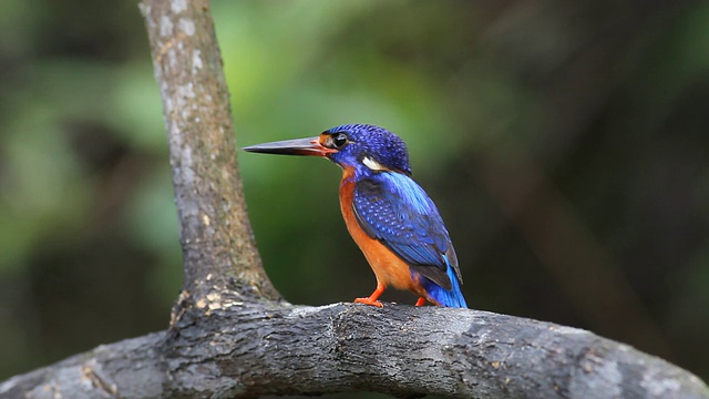 蓝耳翠鸟(Alcedo mening)雄性警报。视频素材