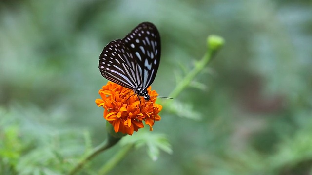 蝴蝶与花视频素材