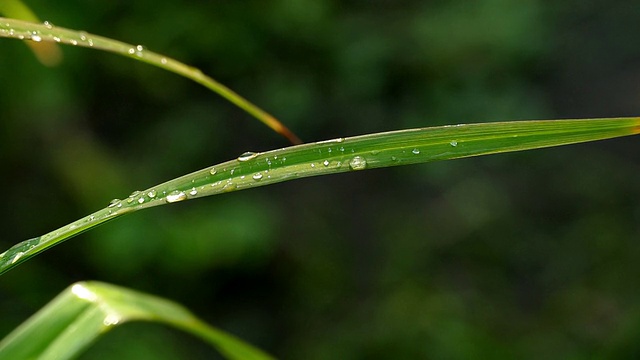 青草上的晨露视频素材