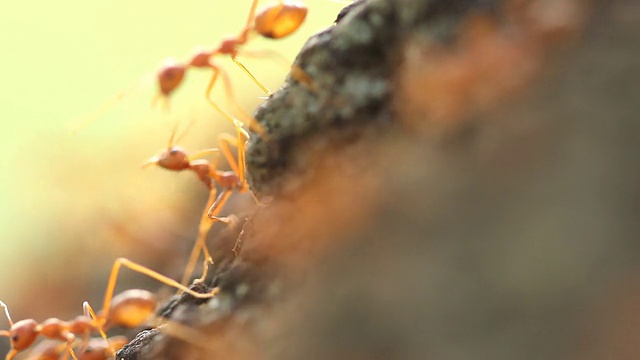 岩石上昆虫特写镜头视频素材