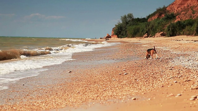 有趣的小猎犬小狗想游泳，但害怕海浪视频素材