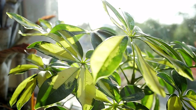 室内植物舍夫莱拉树视频素材