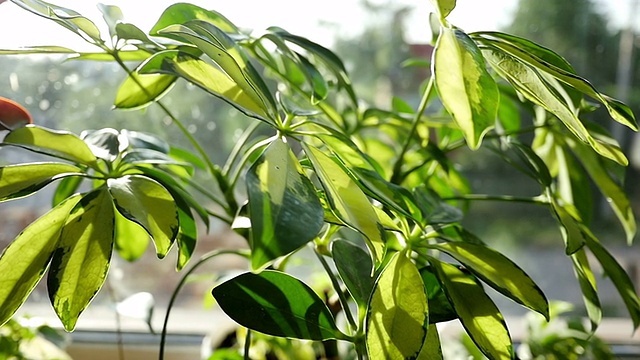 室内植物舍夫莱拉树视频素材