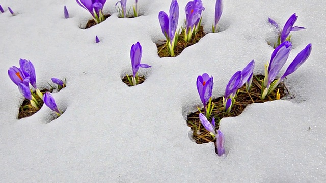 稳凸轮春梢，番红花在雪中绽放视频素材