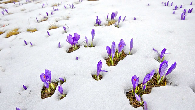 稳凸轮春梢，番红花在雪中绽放视频素材