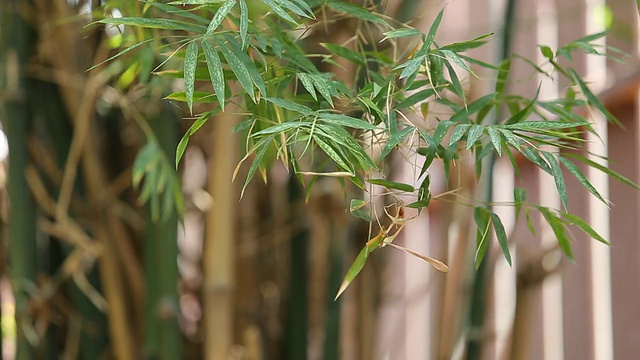 竹林的背景。浅景深视频下载