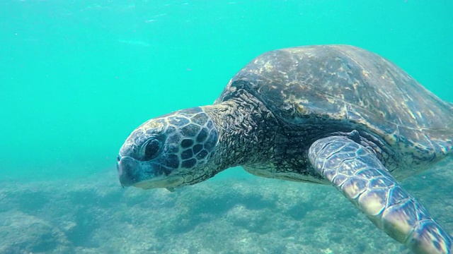 水下游泳的夏威夷绿海龟。视频素材