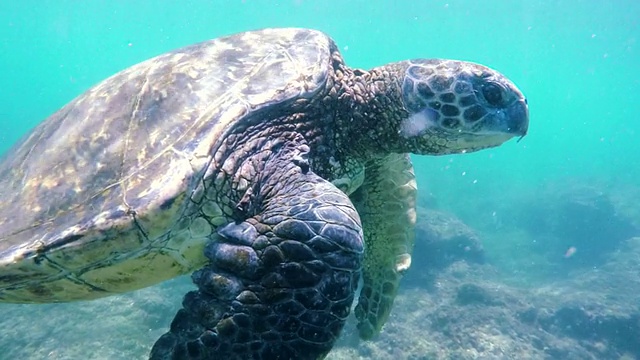 夏威夷绿海龟在水下游泳。视频素材