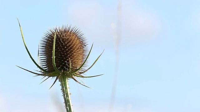 草地上的野蓟视频素材