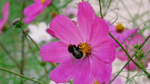 大黄蜂为宇宙花授粉视频素材