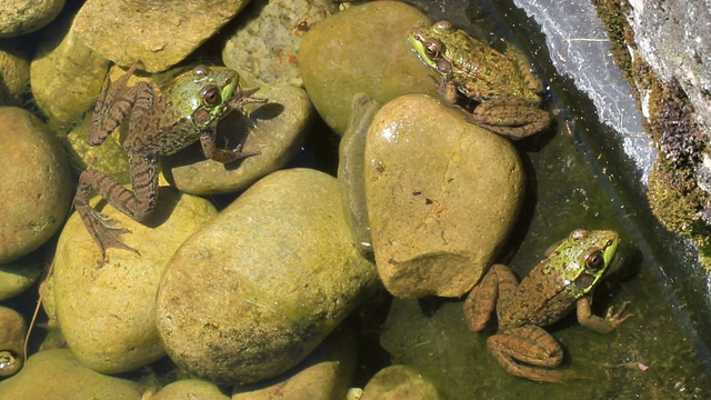 三个美洲牛蛙的殖民地，部分在水里视频下载