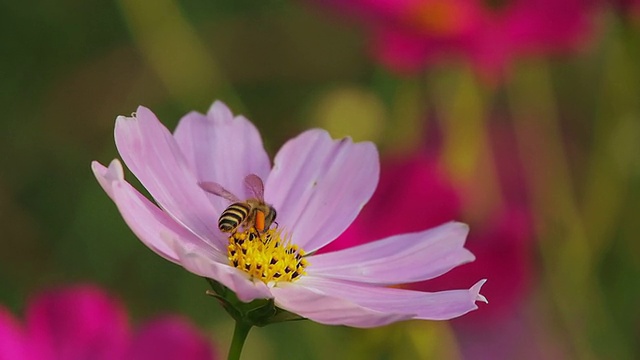 蜜蜂和花视频素材