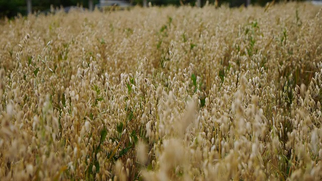 燕麦的小穗，燕麦田视频素材