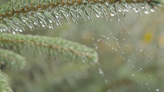 雨中的松树视频素材