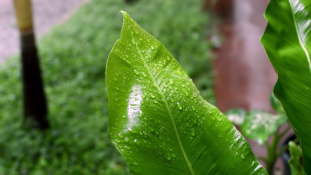 雨滴落在树叶上视频素材