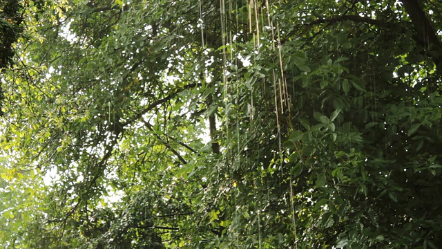 雨视频下载