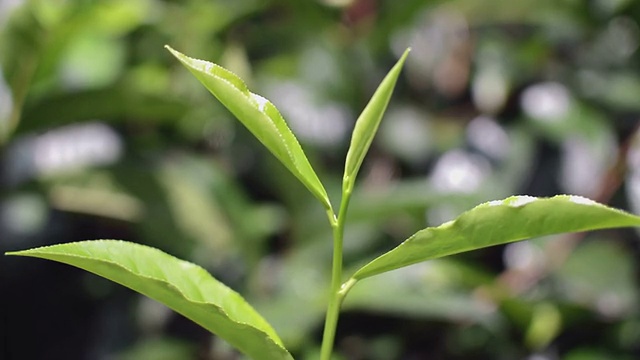 茶，但在茶园里视频素材