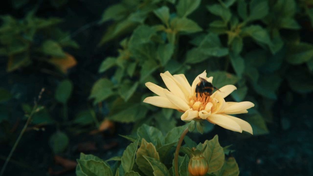 大黄蜂在黄花上采集花蜜视频素材