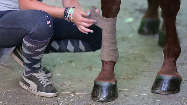 一个年轻女子在马厩里用绷带包扎赛马的腿。视频素材