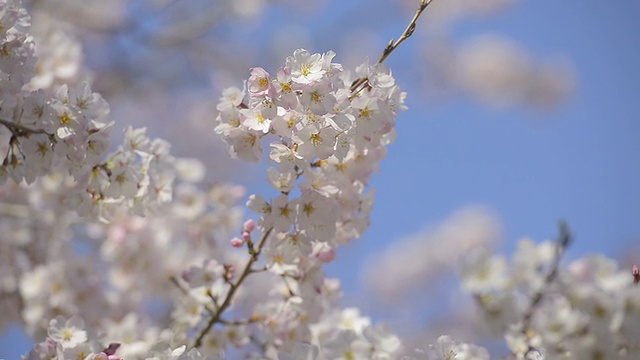 Cherry blossoms，在东京和日本的Showa Kinen公园视频素材