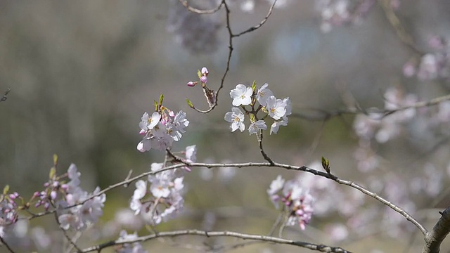 Cherry blossoms，在东京和日本的Showa Kinen公园视频素材