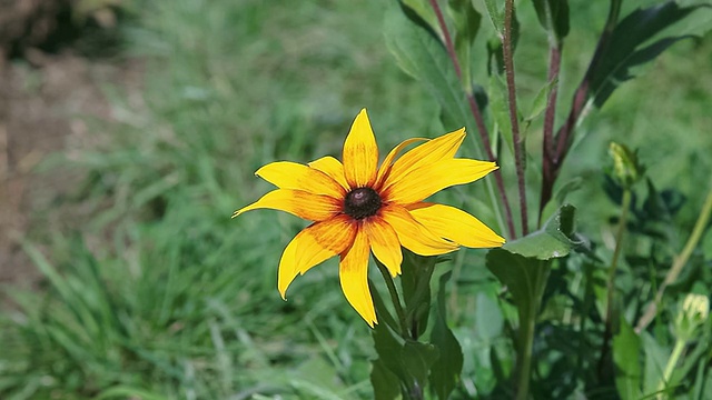 风中飘逸的黄花视频素材