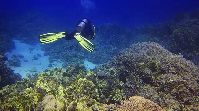 潜水员游过珊瑚礁视频素材