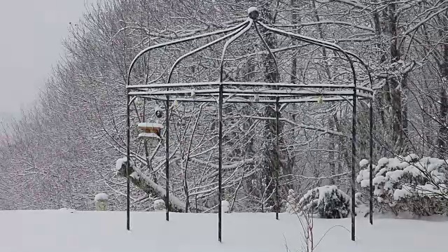 雪花落在被树林包围的花园里视频素材