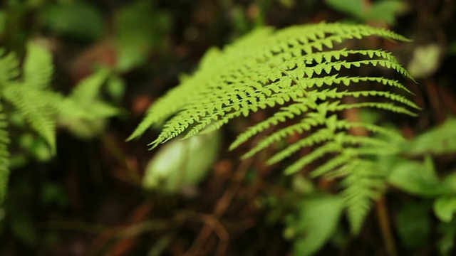 植物园的蕨类叶子视频素材