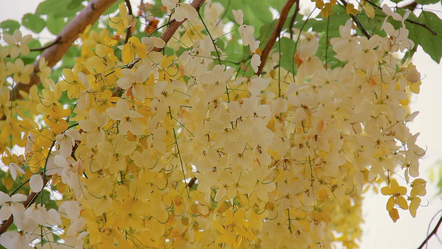 黄金雨树视频素材