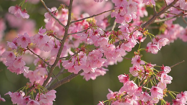 Cherry blossoms，在东京和日本的Showa Kinen公园视频素材