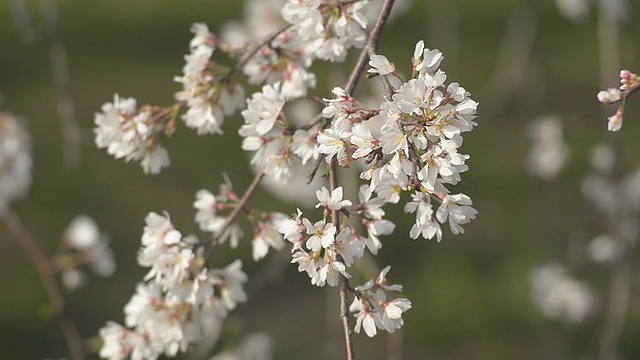 Cherry blossoms，在东京和日本的Showa Kinen公园视频素材