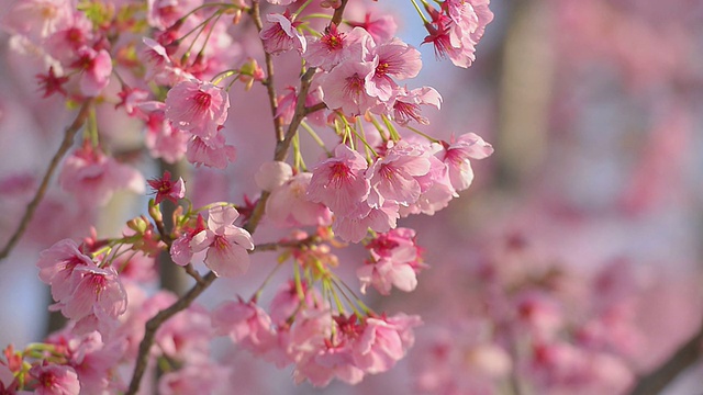 Cherry blossoms，在东京和日本的Showa Kinen公园视频素材