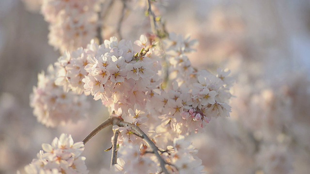 Cherry blossoms，在东京和日本的Showa Kinen公园视频下载