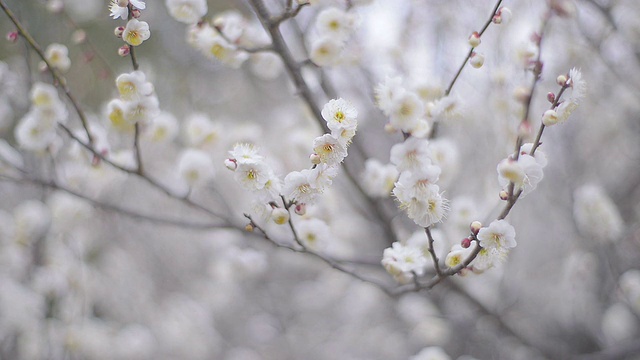 白梅花，昭和吉宁公园，日本东京视频素材