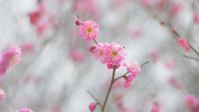 红梅花，昭和吉宁公园，日本东京视频素材