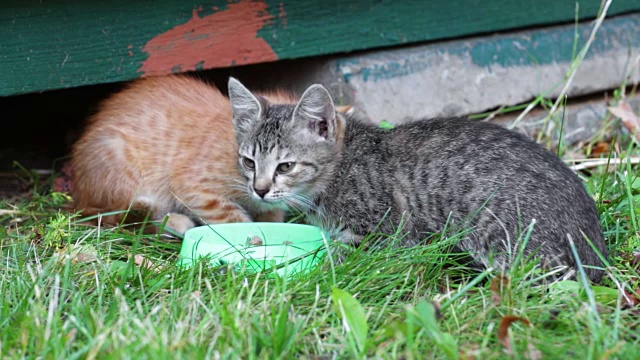 小猫站在草地上吃碗里的草料视频素材