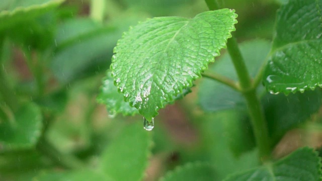 水滴从树叶上落下，慢镜头视频素材