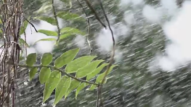 树叶与雨滴与绿色的背景视频素材