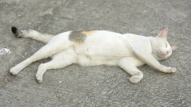 猫的动物睡眠视频下载